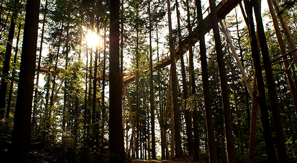 passeggiata-sugli-alberi-germania