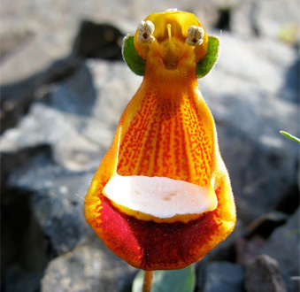 i-fiori-più-strani-e-curiosi-del-mondo-Alieno
