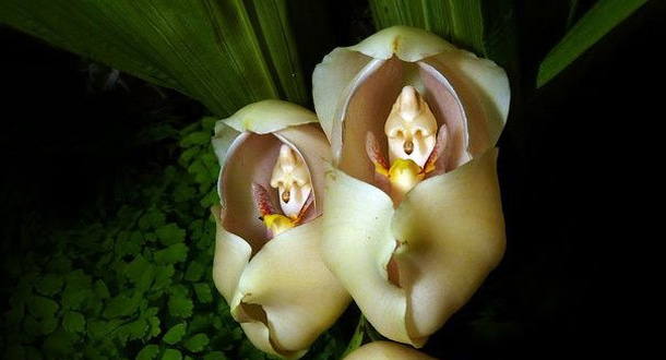 i-fiori-più-strani-e-curiosi-del-mondo-Anguloa-Uniflora