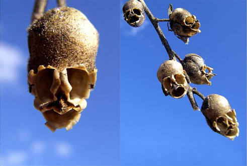 i-fiori-più-strani-e-curiosi-del-mondo-Antirrhinum