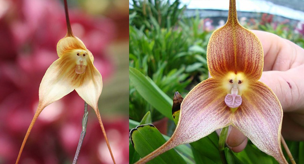 i-fiori-più-strani-e-curiosi-del-mondo-Dracula-Simia