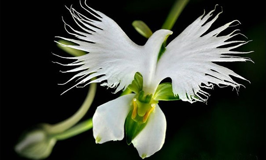 i-fiori-più-strani-e-curiosi-del-mondo-Habenaria-Radiata