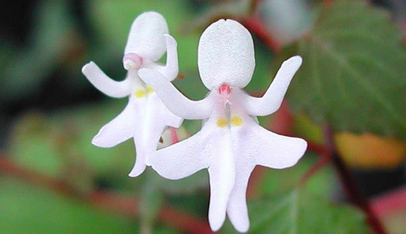 i-fiori-più-strani-e-curiosi-del-mondo-Impatiens-Bequaertii