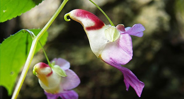 i-fiori-più-strani-e-curiosi-del-mondo-Impatiens-Psittacina