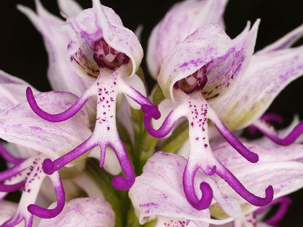i-fiori-più-strani-e-curiosi-del-mondo-Orchis-Italica