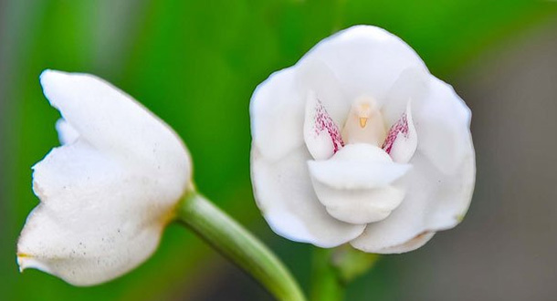 i-fiori-più-strani-e-curiosi-del-mondo-Peristeria-Elata