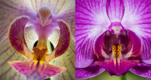 i-fiori-più-strani-e-curiosi-del-mondo-Phalaenopsis