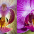 i-fiori-più-strani-e-curiosi-del-mondo-Phalaenopsis