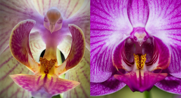 i-fiori-più-strani-e-curiosi-del-mondo-Phalaenopsis