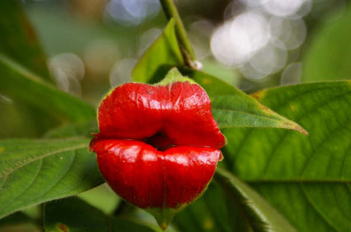 i-fiori-più-strani-e-curiosi-del-mondo-fiore-a-forma-di-labbra