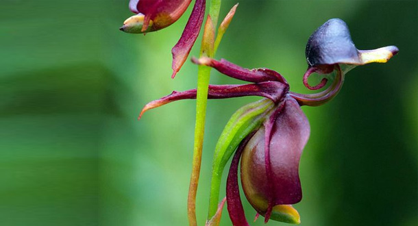 i-fiori-più-strani-e-curiosi-del-mondo-fiore-uccello