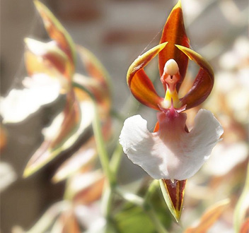 i-fiori-più-strani-e-curiosi-del-mondo-orchidea-ballerina