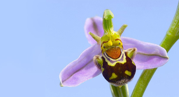 i-fiori-più-strani-e-curiosi-del-mondo-orchidea-shrek