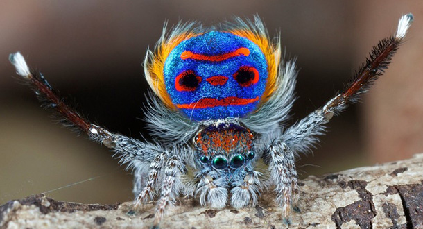 Peacock-Spider-1
