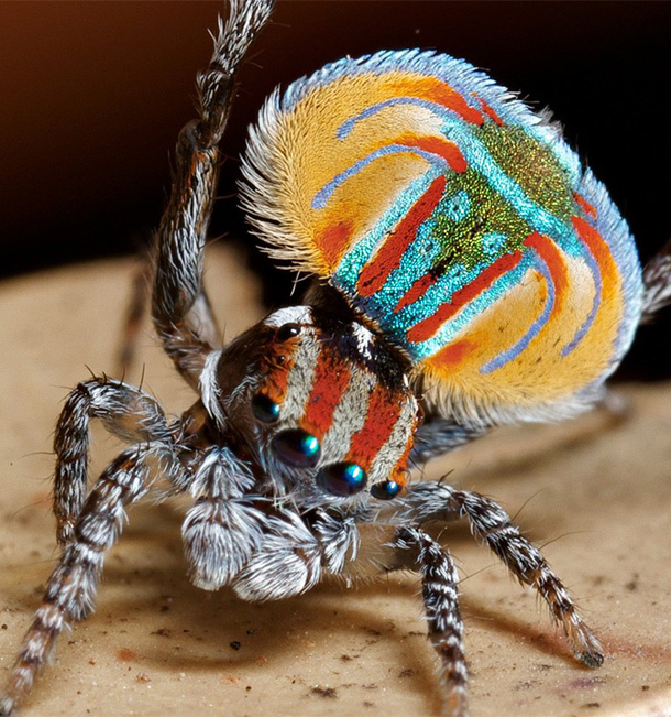 Peacock-Spider-2