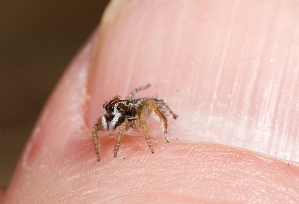 Peacock-Spider-3