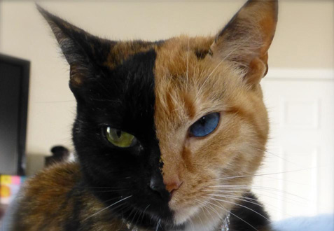 il-gatto-a-due-teste