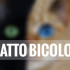 il-gatto-bicolore