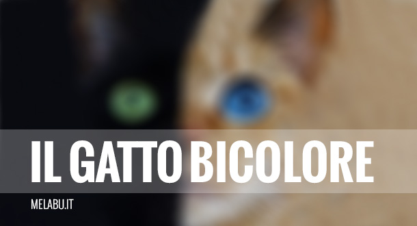 il-gatto-bicolore