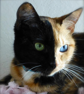 venus-il-gatto-più-famoso-del-mondo