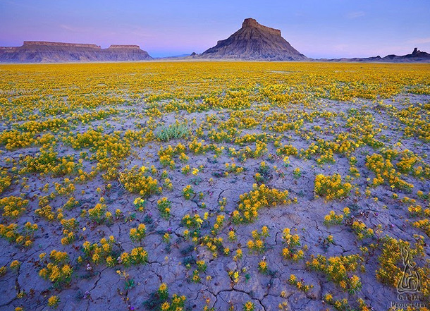 altopiano-del-colorado-fiori