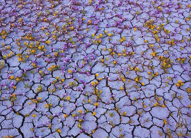 fiori-altopiano-del-colorado