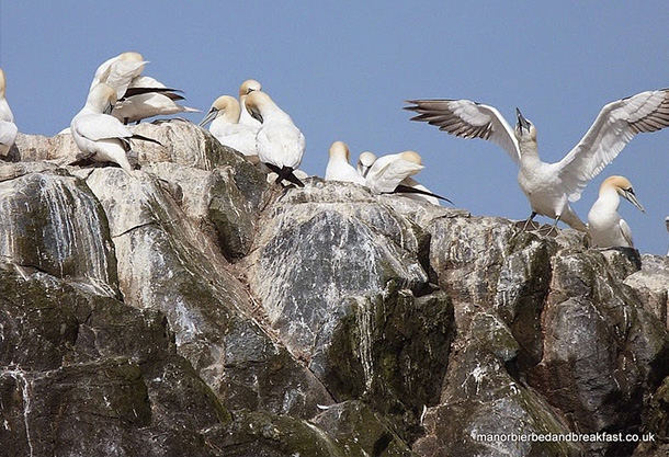 Grassholm-isola-escrementi