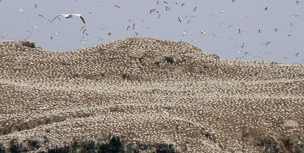 grassholm-island