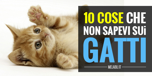 gatti