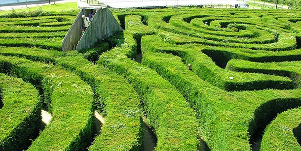 longleat-hedge-maze-labirinto